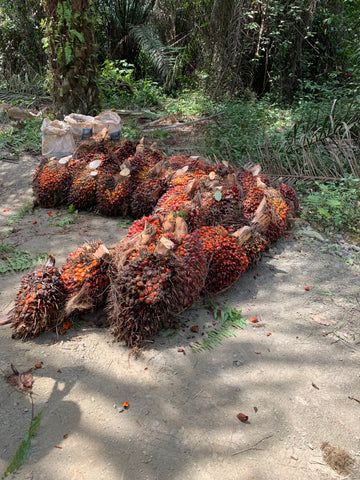 Fresh Palm Fruits