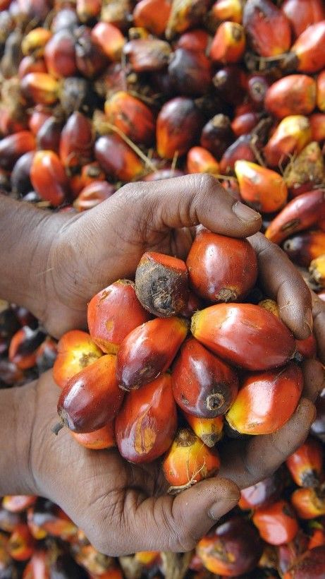 Palm Fruits