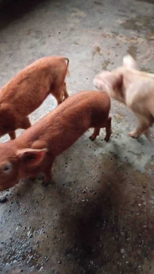 Quality Breeding Stock