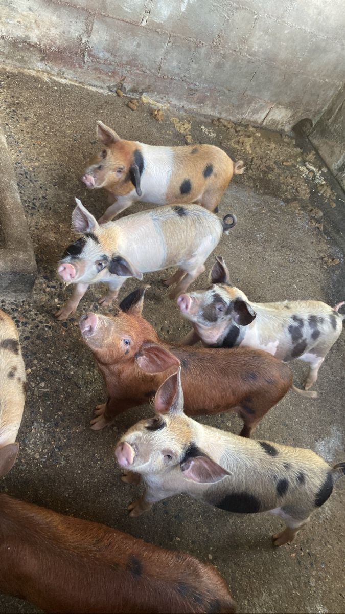 Farm Management